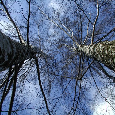 birch-trees-in-the-sky